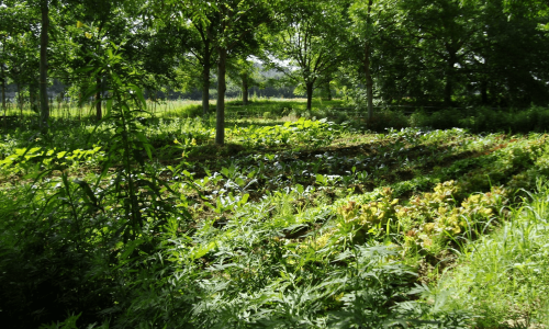 parc
